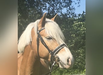Haflinger, Wallach, 5 Jahre, 148 cm, Fuchs