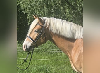 Haflinger, Wallach, 5 Jahre, 148 cm, Fuchs