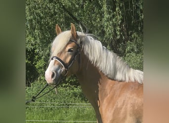 Haflinger, Wallach, 5 Jahre, 148 cm, Fuchs