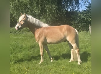 Haflinger, Wallach, 5 Jahre, 148 cm, Fuchs