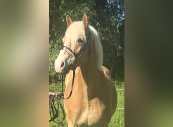 Haflinger, Wallach, 5 Jahre, 148 cm, Fuchs