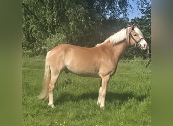 Haflinger, Wallach, 5 Jahre, 148 cm, Fuchs
