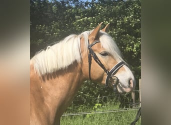 Haflinger, Wallach, 5 Jahre, 148 cm, Fuchs
