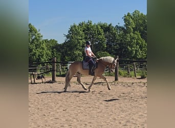 Haflinger, Wallach, 5 Jahre, 148 cm, Fuchs