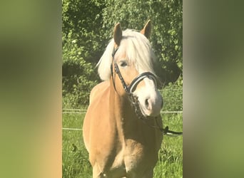 Haflinger, Wallach, 5 Jahre, 148 cm, Fuchs