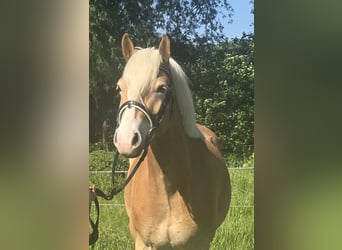 Haflinger, Wallach, 5 Jahre, 148 cm, Fuchs