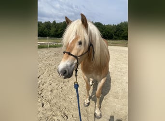 Haflinger, Wallach, 5 Jahre, 148 cm, Fuchs