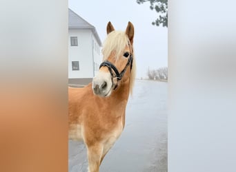 Haflinger, Wallach, 5 Jahre, 148 cm, Fuchs