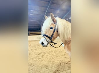 Haflinger, Wallach, 5 Jahre, 148 cm, Fuchs