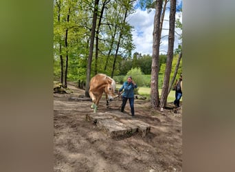 Haflinger, Wallach, 5 Jahre, 148 cm