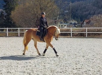 Haflinger, Wallach, 5 Jahre, 150 cm