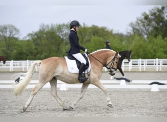 Haflinger, Wallach, 5 Jahre, 150 cm
