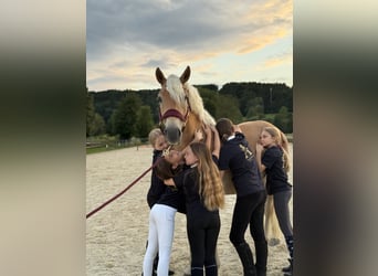 Haflinger, Wallach, 5 Jahre, 150 cm