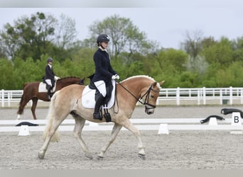Haflinger, Wallach, 5 Jahre, 150 cm
