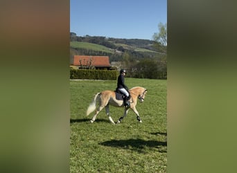 Haflinger, Wallach, 5 Jahre, 150 cm