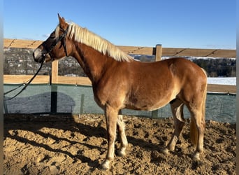 Haflinger, Wallach, 5 Jahre, 150 cm