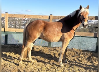 Haflinger, Wallach, 5 Jahre, 150 cm