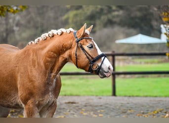 Haflinger, Wallach, 5 Jahre, 150 cm, Fuchs