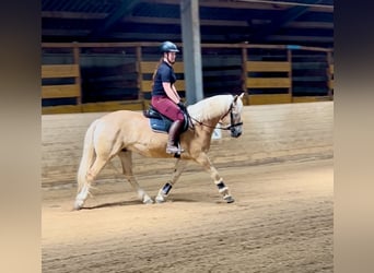 Haflinger, Wallach, 5 Jahre, 150 cm, Fuchs
