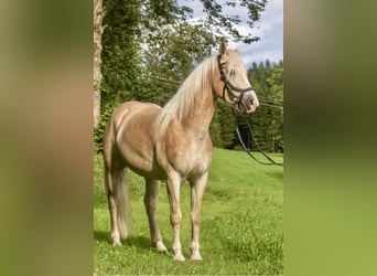Haflinger, Wallach, 5 Jahre, 150 cm, Fuchs