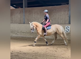 Haflinger, Wallach, 5 Jahre, 150 cm, Fuchs