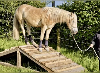 Haflinger, Wallach, 5 Jahre, 150 cm, Fuchs