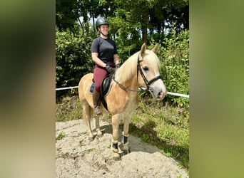 Haflinger, Wallach, 5 Jahre, 150 cm, Fuchs