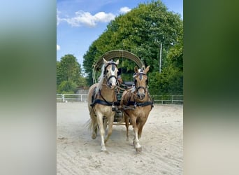 Haflinger, Wallach, 5 Jahre, 150 cm, Fuchs