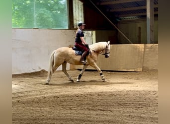 Haflinger, Wallach, 5 Jahre, 150 cm, Fuchs