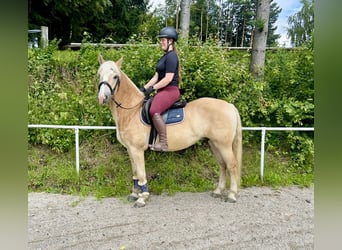 Haflinger, Wallach, 5 Jahre, 150 cm, Fuchs