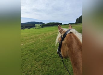 Haflinger, Wallach, 5 Jahre, 150 cm, Fuchs