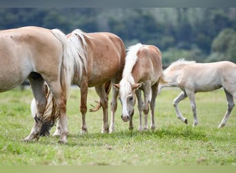 Haflinger, Wallach, 5 Jahre, 150 cm, Fuchs