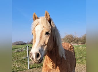 Haflinger, Wallach, 5 Jahre, 150 cm, Fuchs