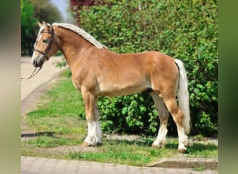 Haflinger, Wallach, 5 Jahre, 150 cm, Palomino