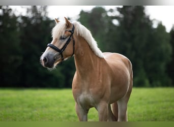 Haflinger, Wallach, 5 Jahre, 151 cm, Fuchs