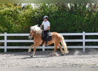 Haflinger, Wallach, 5 Jahre, 151 cm, Fuchs