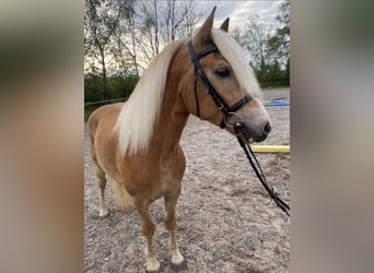 Haflinger, Wallach, 5 Jahre, 152 cm