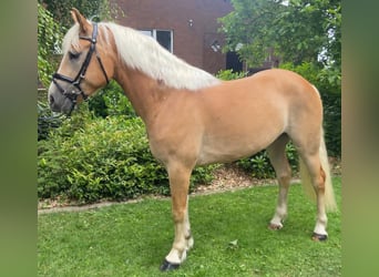 Haflinger, Wallach, 5 Jahre, 152 cm