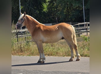 Haflinger, Wallach, 5 Jahre, 152 cm, Palomino