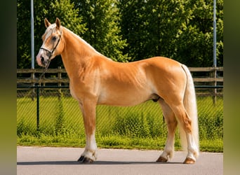 Haflinger, Wallach, 5 Jahre, 152 cm, Palomino