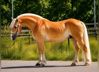 Haflinger, Wallach, 5 Jahre, 152 cm, Palomino