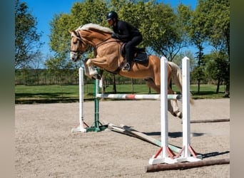 Haflinger, Wallach, 5 Jahre, 152 cm, Palomino