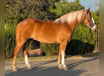Haflinger Mix, Wallach, 5 Jahre, 153 cm, Fuchs