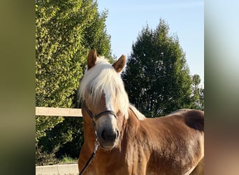 Haflinger, Wallach, 5 Jahre, 153 cm, Fuchs