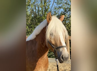 Haflinger, Wallach, 5 Jahre, 153 cm, Fuchs