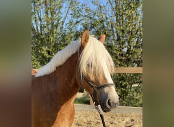 Haflinger, Wallach, 5 Jahre, 153 cm, Fuchs