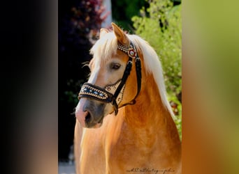 Haflinger, Wallach, 5 Jahre, 153 cm, Hellbrauner