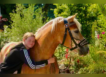 Haflinger, Wallach, 5 Jahre, 153 cm, Hellbrauner