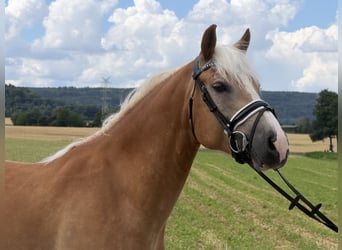Haflinger, Wallach, 5 Jahre, 154 cm, Fuchs