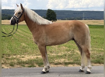 Haflinger, Wallach, 5 Jahre, 154 cm, Fuchs